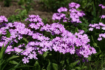 Картинка цветы примулы май дача сад примула весна весеннецветущие