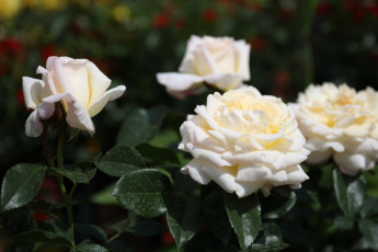 Картинка цветы розы роза бутон лепестки листья цветение rose bud petals leaves blossoms