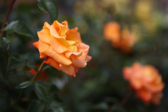 Картинка цветы розы роза бутон лепестки листья цветение rose bud petals leaves blossoms