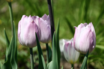 Картинка цветы тюльпаны капли цветение лепестки бутоны