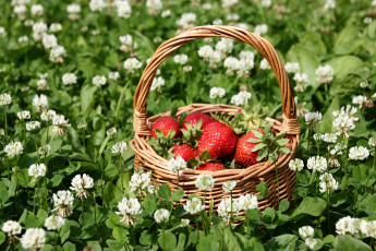 Картинка еда клубника +земляника лето корзинка композиция клевер июль дача