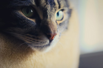 Картинка животные коты морда