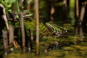 Картинка животные лягушки лето лягушка пруд царевна