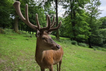 Картинка животные олени звери лето природа