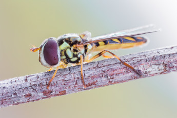 Картинка животные пчелы +осы +шмели цветок крылья оса капли макро