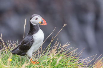 Картинка животные тупики птица перья окрас тупик