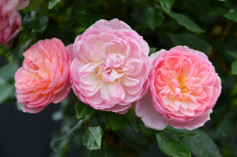 Картинка цветы розы листья цветение лепестки бутон роза blossoms leaves petals bud rose