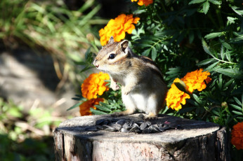 Картинка животные бурундуки хабаровск животный мир дикие дача дальний восток грызуны