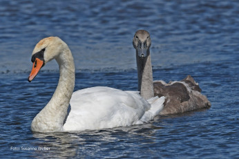 Картинка животные лебеди серый белый пара любовь природа плывут вода пруд