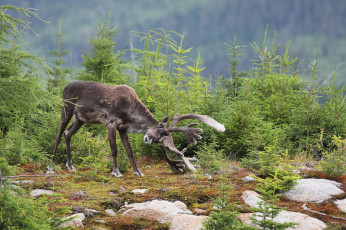 Картинка животные олени деревья большой ели рога олень