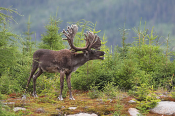 Картинка животные олени шкура рога олень елки деревья больной
