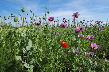 Картинка цветы маки природа поле луг лепестки мак