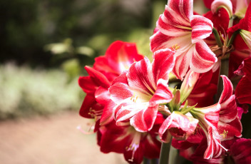 Картинка цветы амариллисы +гиппеаструмы красный цвет