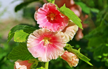 Картинка цветы мальвы цветок растение мальва лето природа