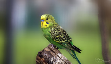 Картинка животные попугаи птица окрас перья попугай