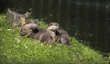 обоя животные, выдры,  каланы,  ондатры, мокрые, хвост, крысы, нутрии, трава, пруд, вода, берег