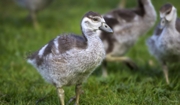 Картинка животные лебеди птица перья окрас лебедь