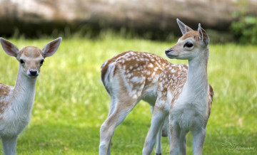 Картинка животные олени малыш рога шерсть окрас олень