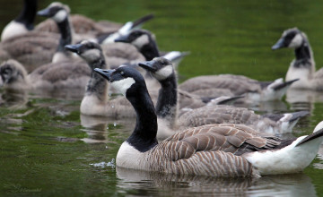 Картинка животные гуси стая дикие птица природа много