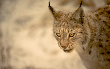Картинка животные рыси морда снежинки