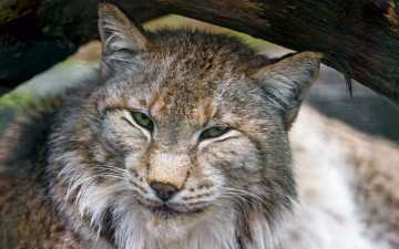 Картинка животные рыси морда взгляд бревно