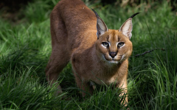 Картинка животные рыси взгляд трава растения