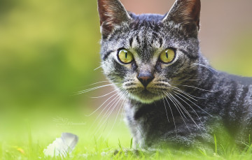 Картинка животные коты животное порода шерсть окрас кошка