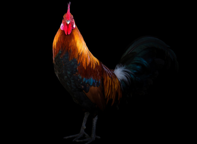 Обои картинки фото животные, куры,  петухи, профиль, черный, фон