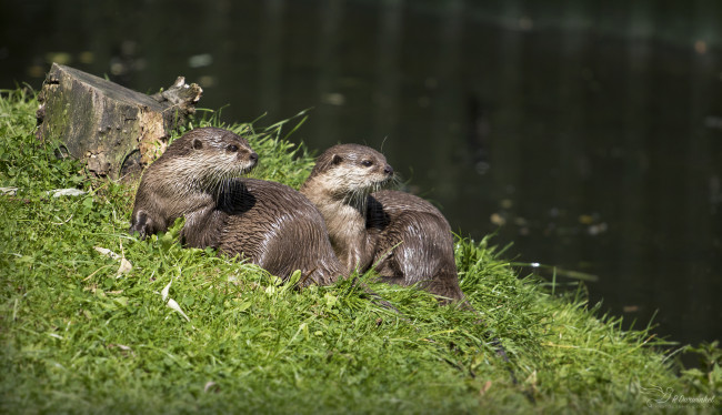 Обои картинки фото животные, выдры,  каланы,  ондатры, мокрые, хвост, крысы, нутрии, трава, пруд, вода, берег