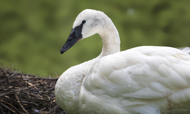 Обои картинки фото животные, лебеди, птица, перья, окрас, лебедь