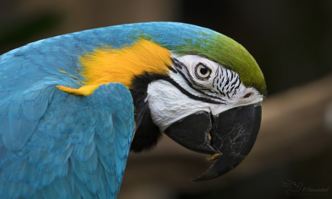 Обои картинки фото животные, попугаи, забавный, птица, цвет, перья, попугай