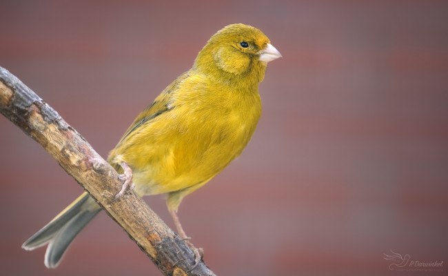 Обои картинки фото животные, птицы, забавная, перья, окрас, птица