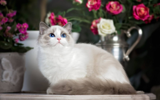Обои картинки фото животные, коты, цветы, кувшин, взгляд