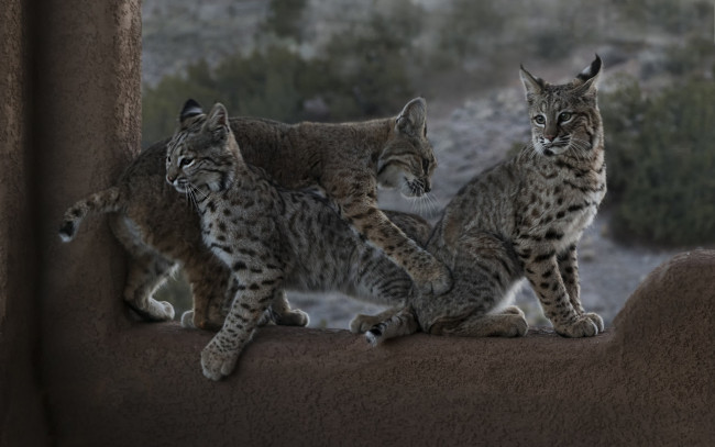 Обои картинки фото животные, рыси, трое, игра