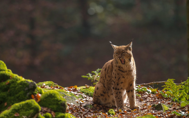 Обои картинки фото животные, рыси, зевает, листва, камни, мох, растения