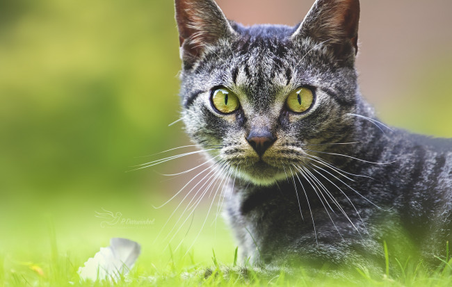 Обои картинки фото животные, коты, животное, порода, шерсть, окрас, кошка