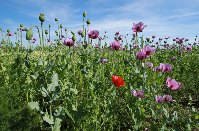 Обои картинки фото цветы, маки, природа, поле, луг, лепестки, мак