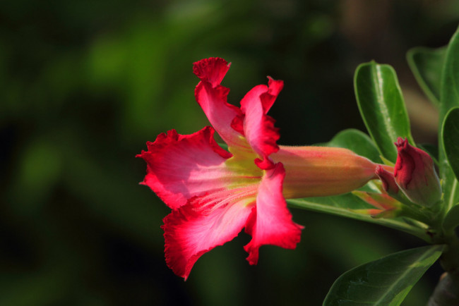 Обои картинки фото цветы, адениум,  мандевилла, цветение, пустынная, роза