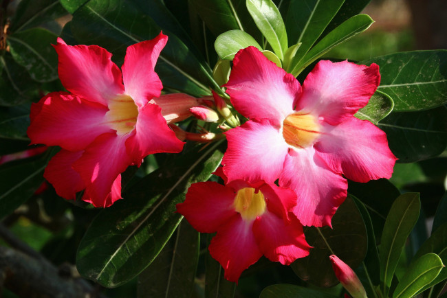 Обои картинки фото цветы, адениум,  мандевилла, роза, пустыни, пустынная, вьетнам, вьетнама