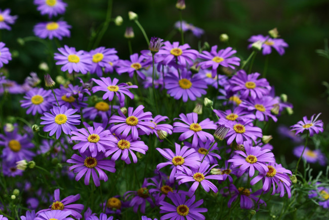 Обои картинки фото цветы, брахикома, красота, июль, флора, сад, природа, лето, дача