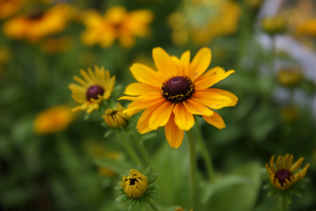 Обои картинки фото цветы, бутоны, красиво, лето