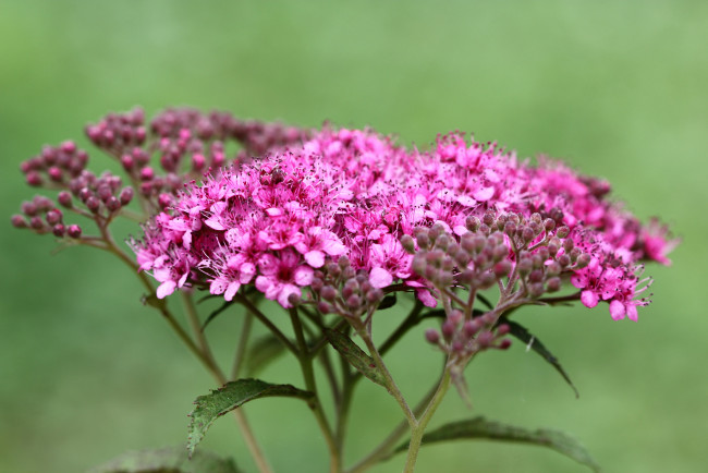 Обои картинки фото цветы, цветущие деревья ,  кустарники, дача, декоративные, кустарники, лето, цветущие, флора, спирея, сад, июль, природа
