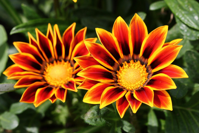 Обои картинки фото цветы, газания, сад, лето, июль, дача, гацания