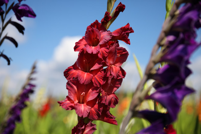 Обои картинки фото цветы, гладиолусы, облака, лето, красиво, пейзаж