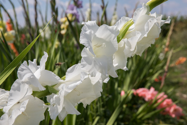 Обои картинки фото цветы, гладиолусы, пейзаж, облака, лето, красиво
