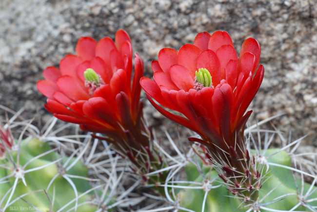 Обои картинки фото цветы, кактусы, цветение, колючки, кактус