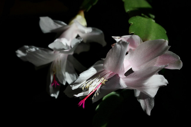 Обои картинки фото цветы, кактусы, лесные, зима, декабристы