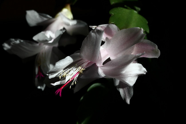 Обои картинки фото цветы, кактусы, лесные, зима, жвн, декабристы