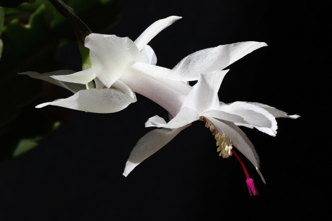 Обои картинки фото цветы, кактусы, нфд, красота, комнатные, декабристы, зигокактусы, дома, рц