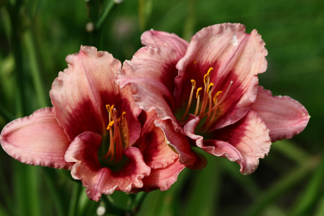 Обои картинки фото цветы, лилии,  лилейники, август, дача, красота, лето, лилейники